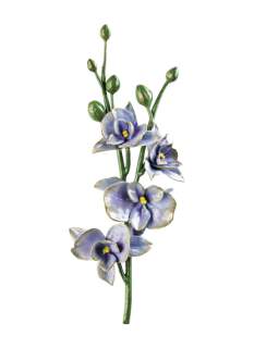 Orchidėja