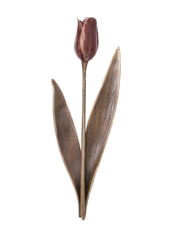 Tulpė Tulpė