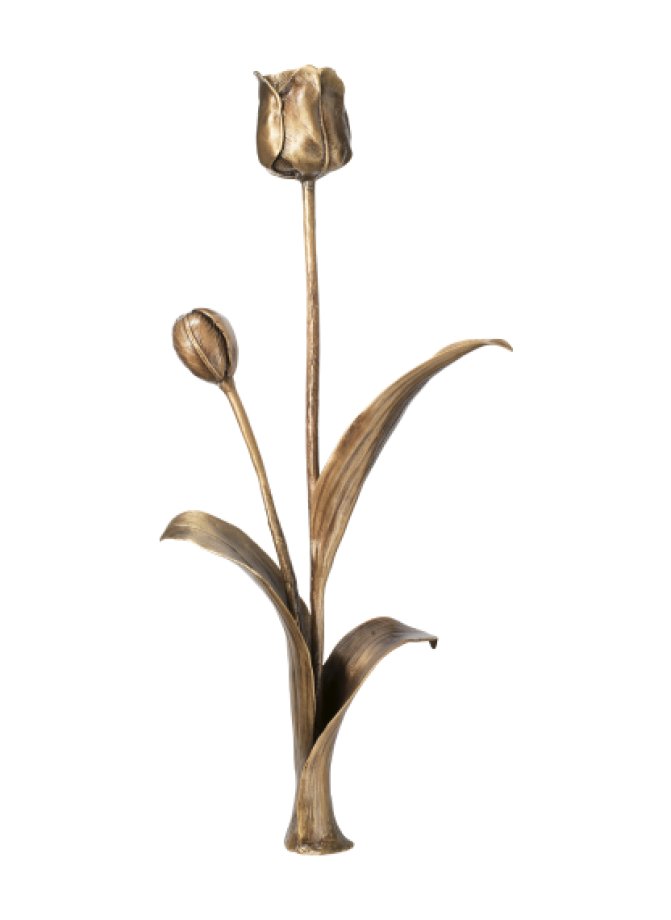Tulpė Tulpė