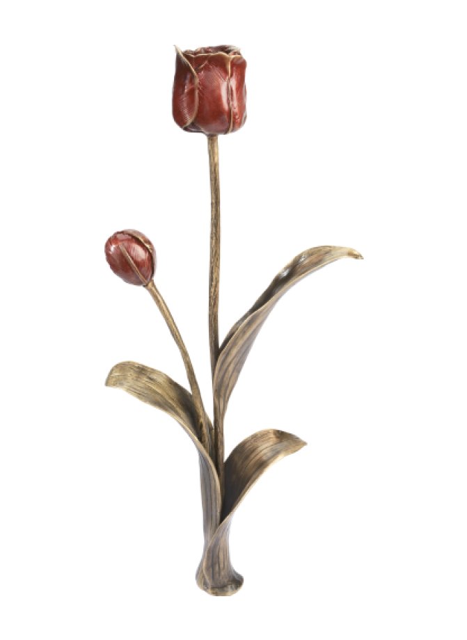 Tulpė Tulpė